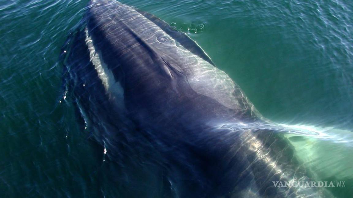 Japón permitirá la caza de otra especie de ballena