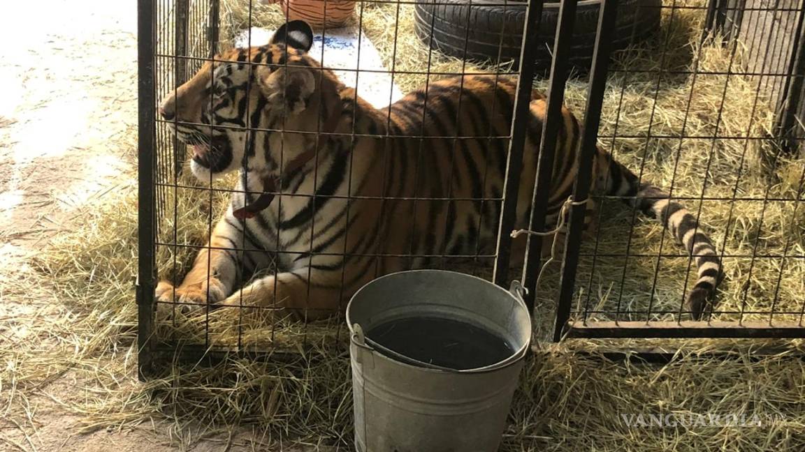 Falso reporte de un tigre suelto moviliza a autoridades en Saltillo