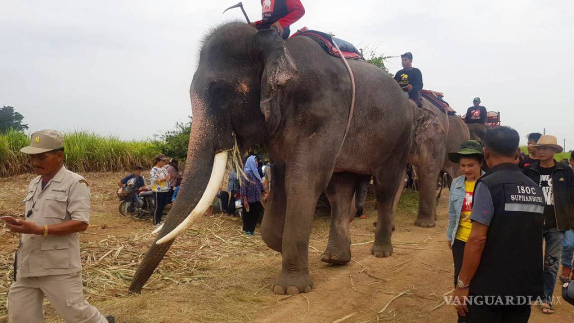 Usan elefantes para buscar a niño desaparecido en Tailandia