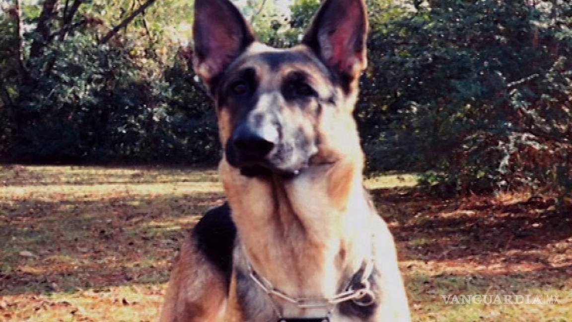 $!Niña donó su dinero para que compren chalecos antibalas para perros policías