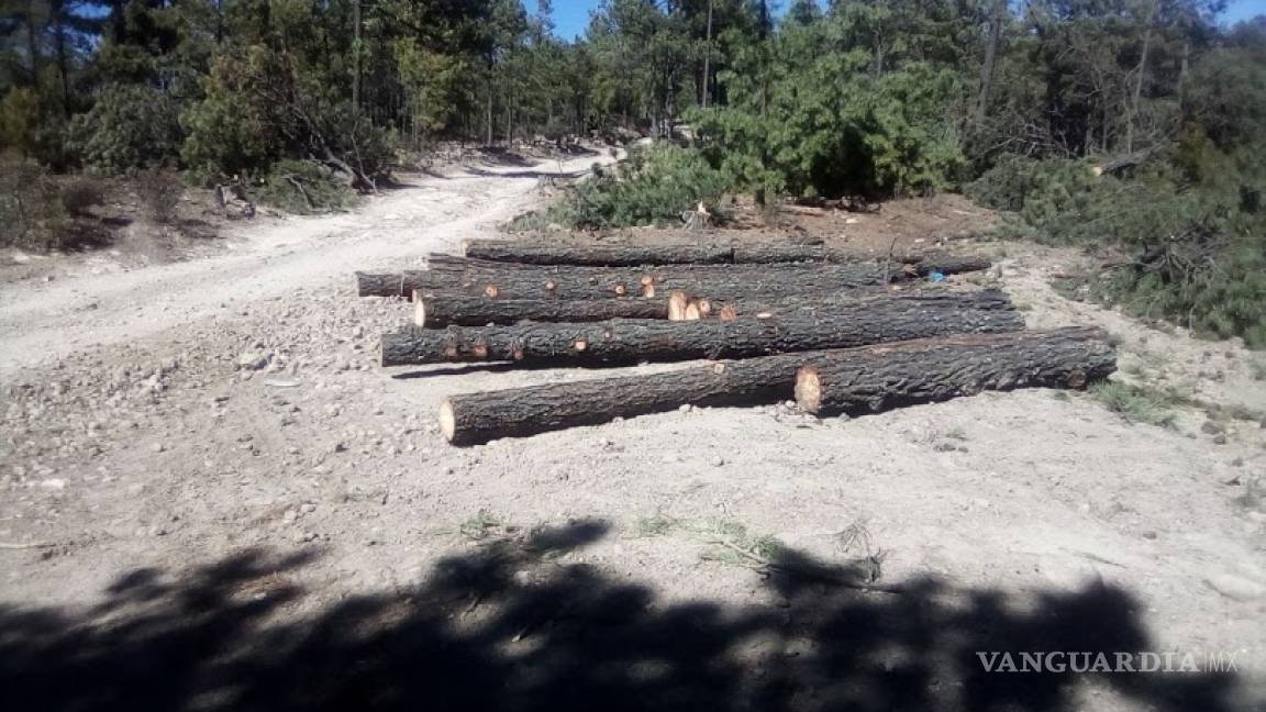 Dos cárteles saquean los bosques de la sierra Tarahumara y el gobierno no actua