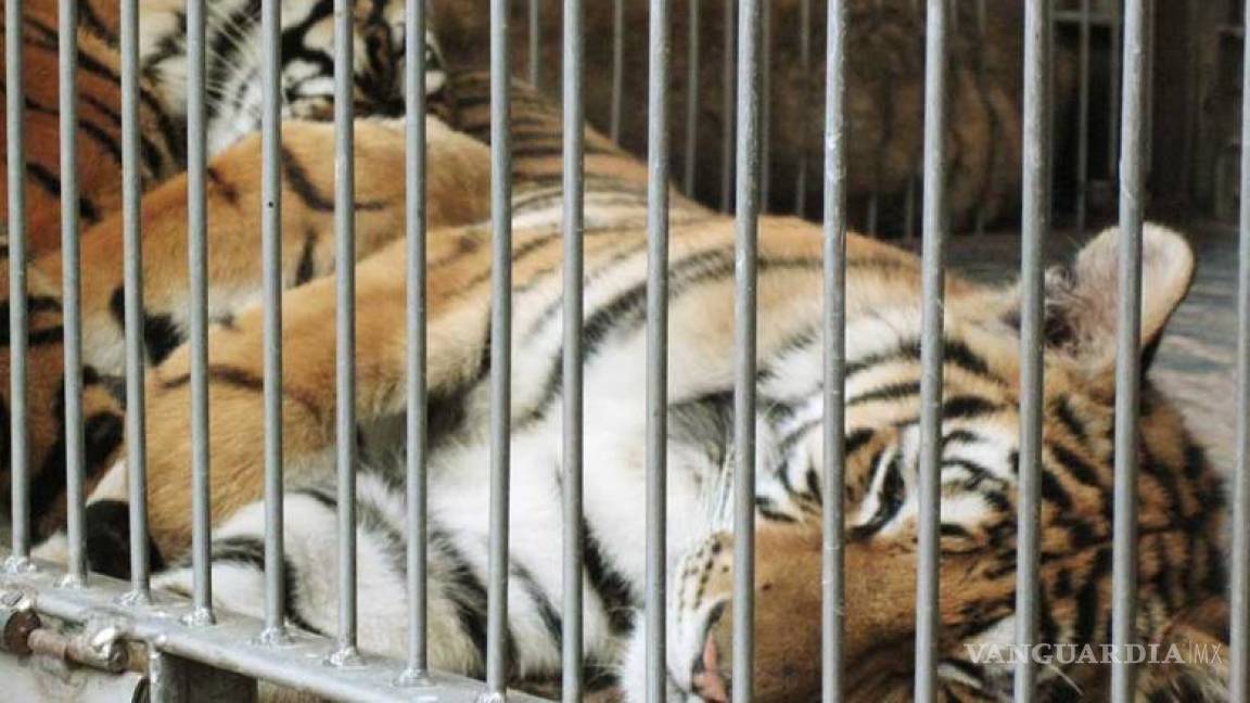 Autoridades decomisan 4 mil186 animales en zoológicos del país