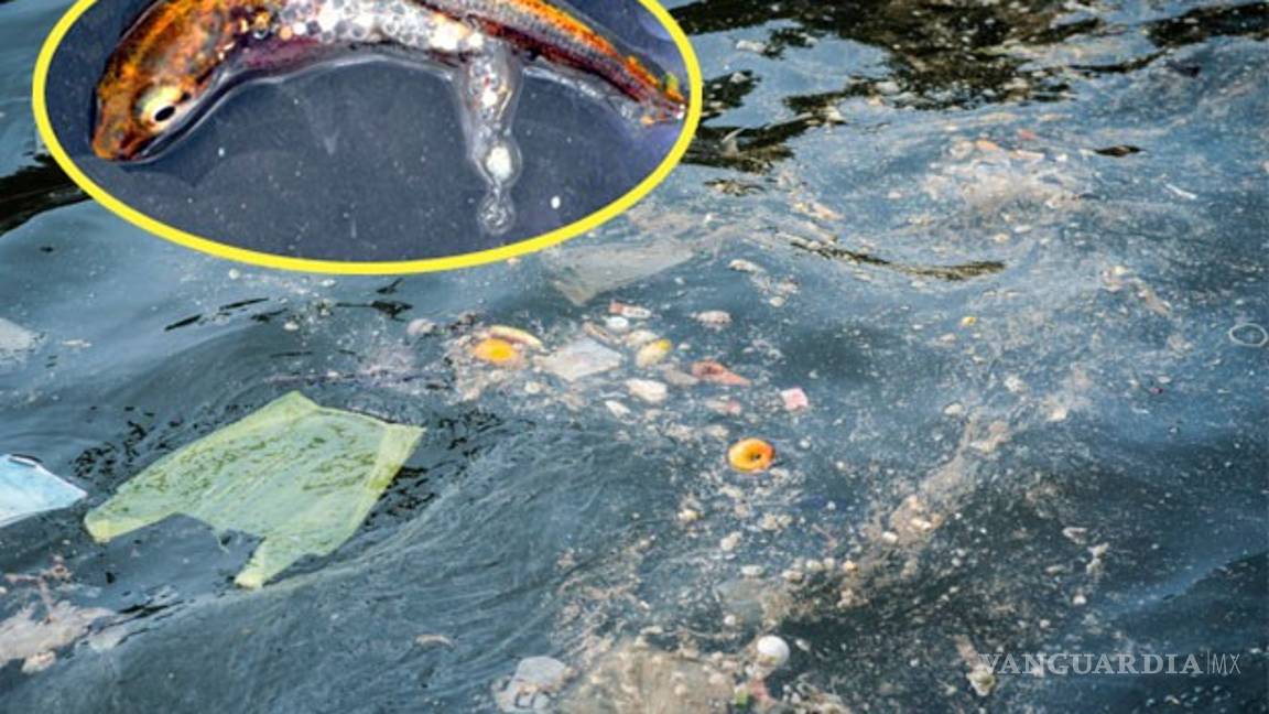 $!Microplásticos y sobrepesca constituyen amenazas más graves para los océanos
