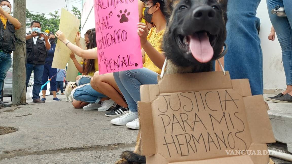 Alza de denuncias dibuja un violento 2021 para mascotas, primer trimestre reporta 165 agresiones en Saltillo
