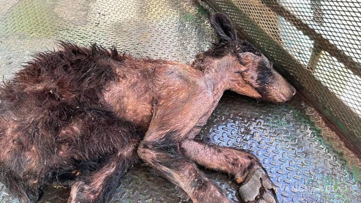 $!Desnutrida y deshidratada se encontraba la osa cuando fue rescatada.