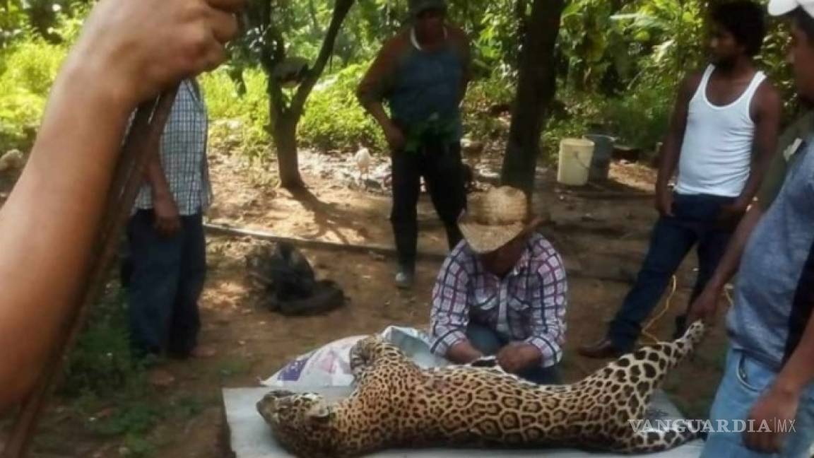 Cazan a jaguar en Veracruz y presumen las fotos en redes