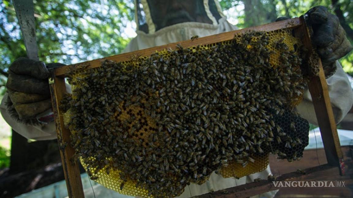 Apicultores coinciden con científicos: ‘Sin abejas no hay futuro’