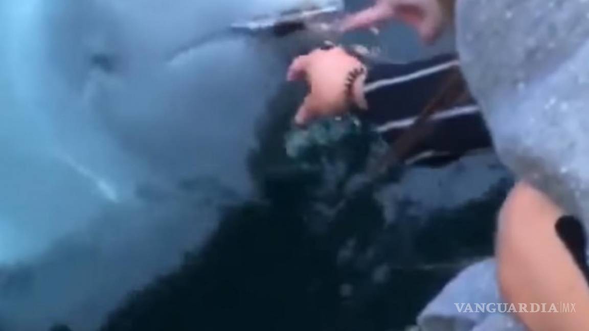 Se le cae iPhone al mar y… ¡una ballena se lo devuelve! (video)