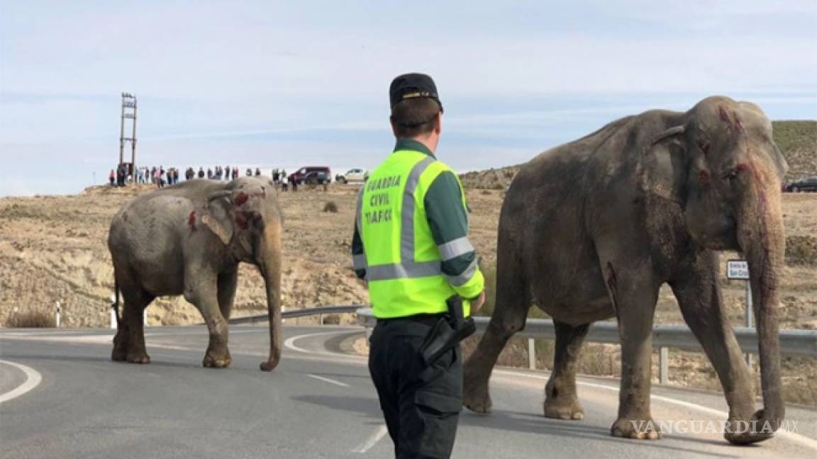 Muere un elefante en accidente de transporte en España