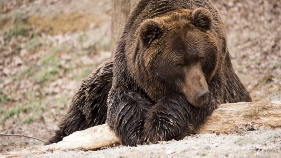 Mata a oso en peligro de extinción para probar su carne