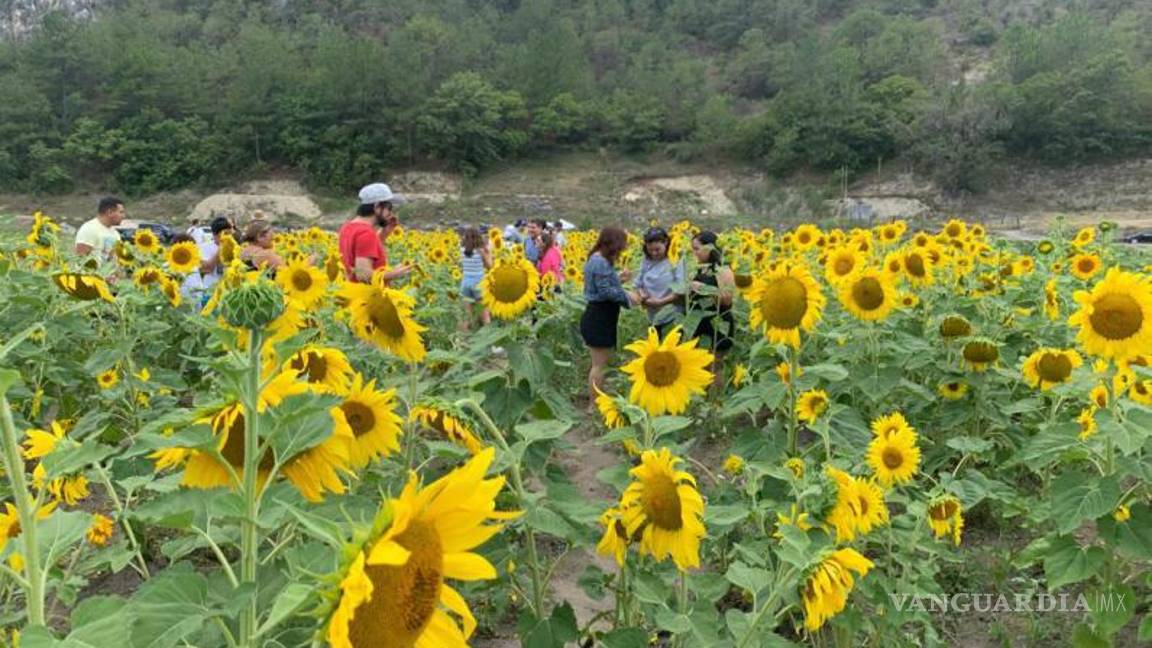 $!La temporada de girasoles fue inaugurada este año, el 1 de julio y desde entonces ha atraído la atención de visitantes del estado y ciudades cercanas