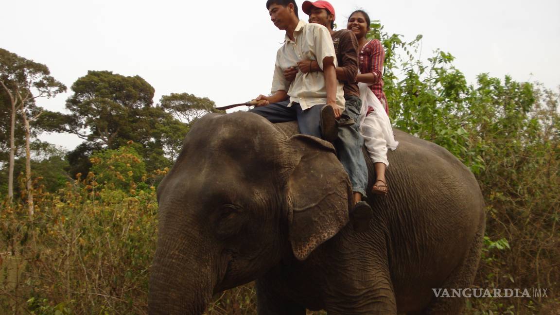 $!TripAdvisor dejará de vender boletos para nado con delfines, paseos con elefantes o fotografías con tigres