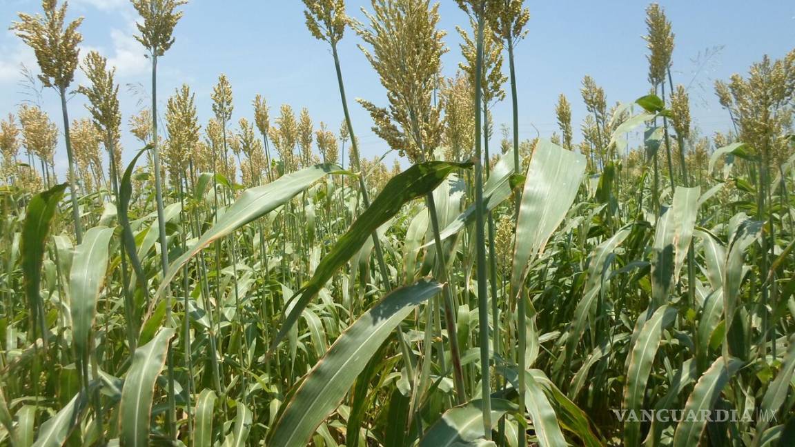 Entregaran semilla de sorgo forrajero a bajo precio a productores de Acuña