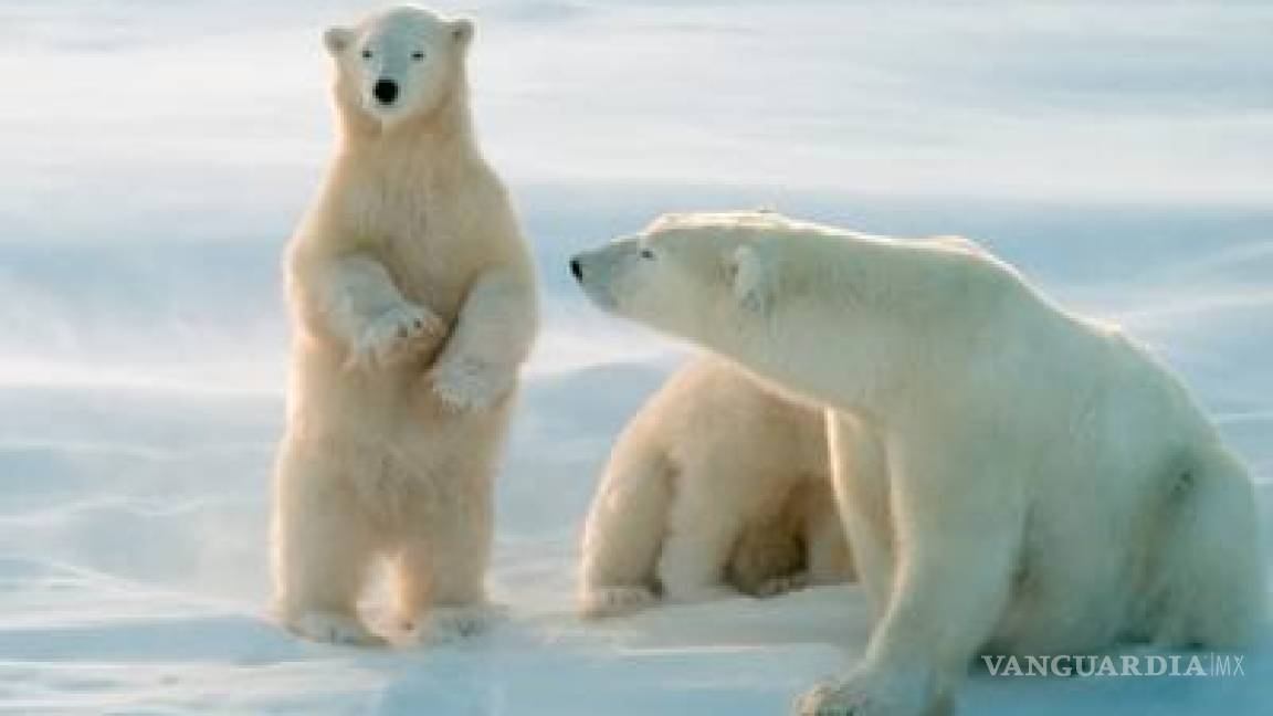 Osos polares asedian a científicos rusos en una isla del Ártico
