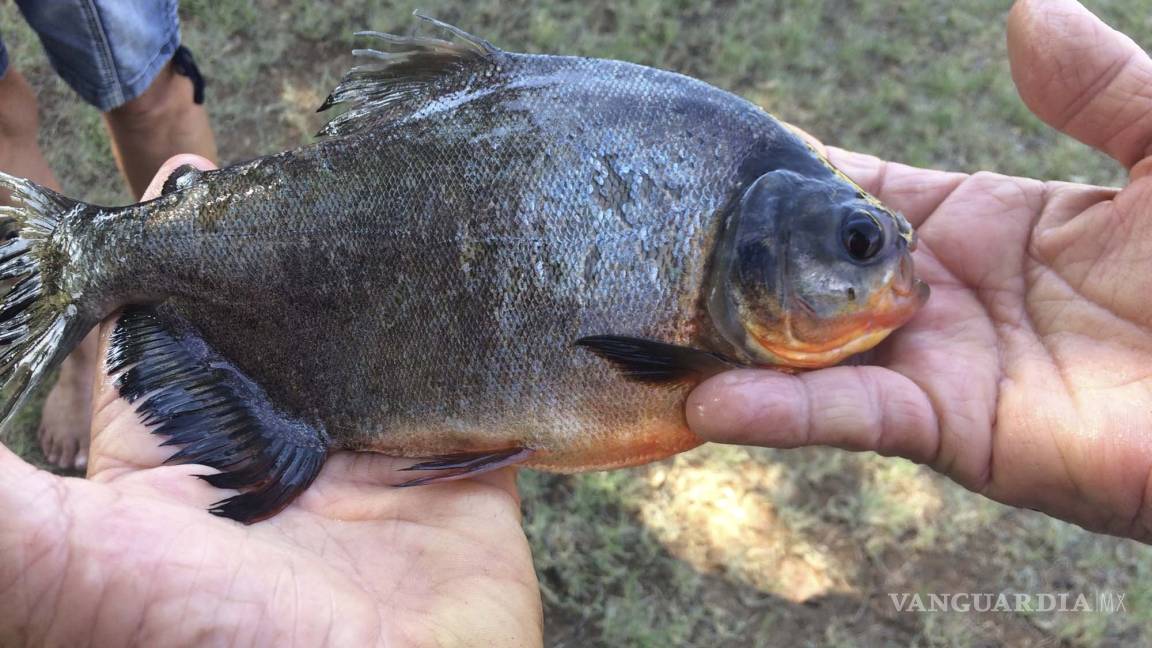 Niña captura raro pez con 'dientes humanos' en EU
