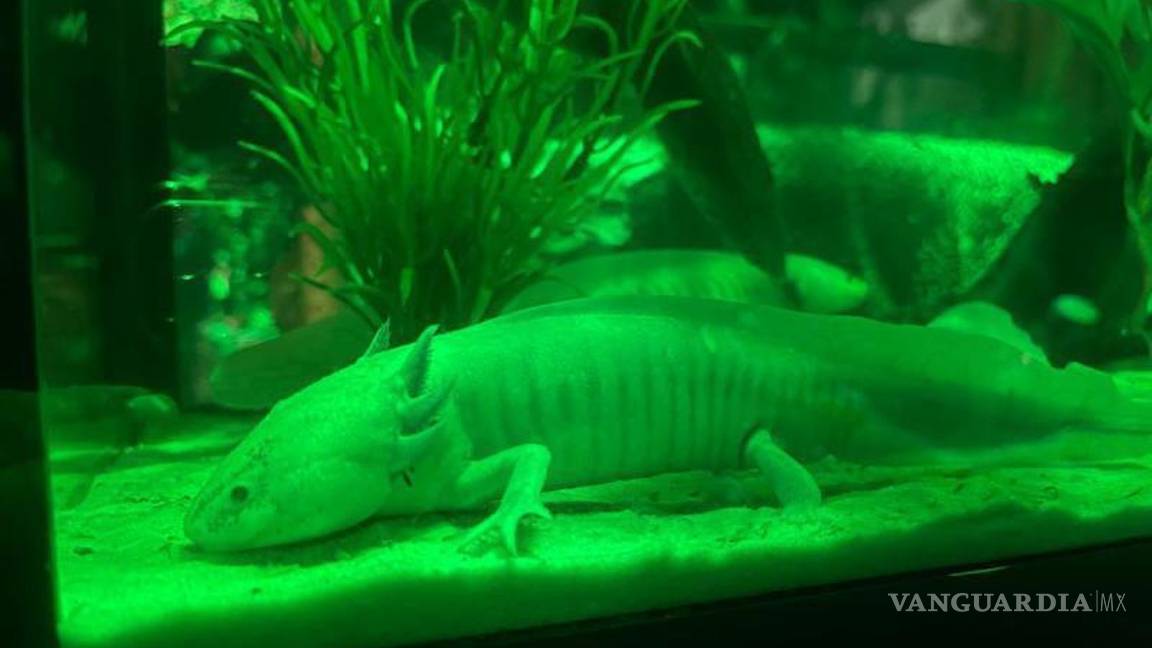 $!¿Listo para la aventura? Conoce Sealand, el primer acuario interactivo en Monterrey