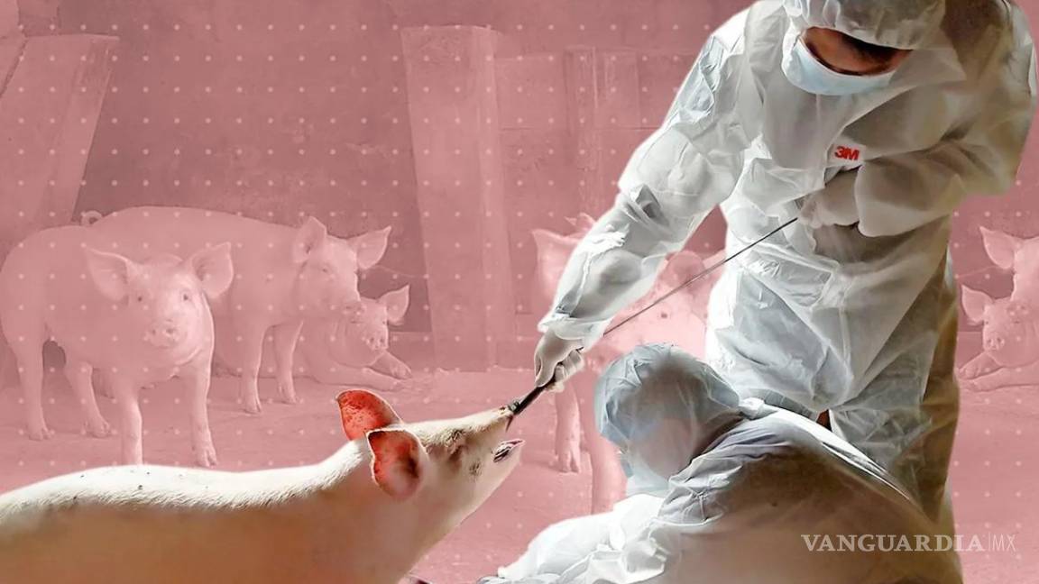 Detectan en Reino Unido primer caso humano de una cepa de gripe similar a la porcina