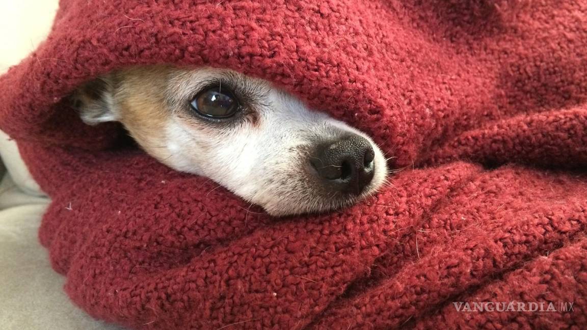 Ante Frente Frío, mascotas pueden sufrir hipotermia y enfermedades respiratorias: veterinario