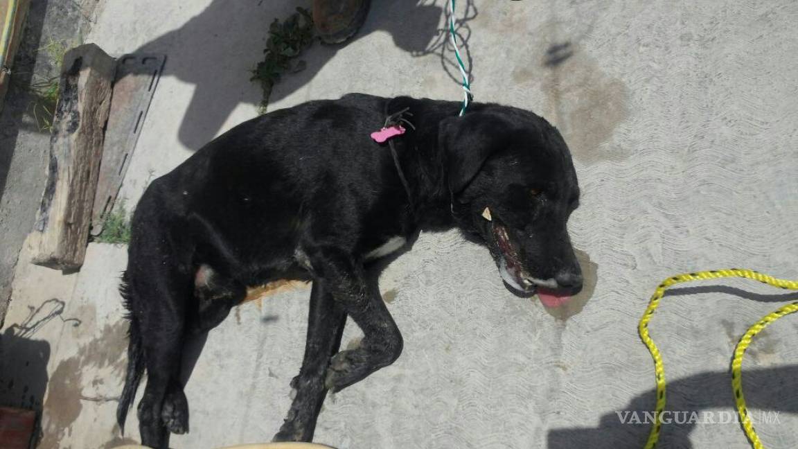 Envenenan a 8 perros en Nava; van contra los responsables