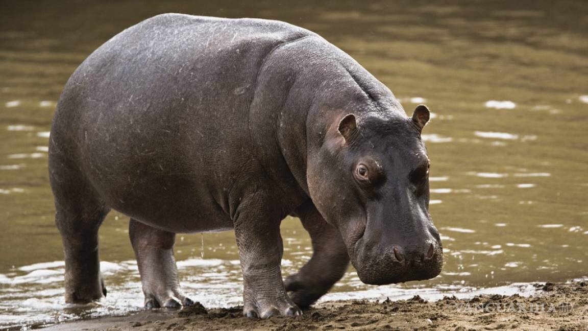 Muere en Tabasco el tercer hipopótamo