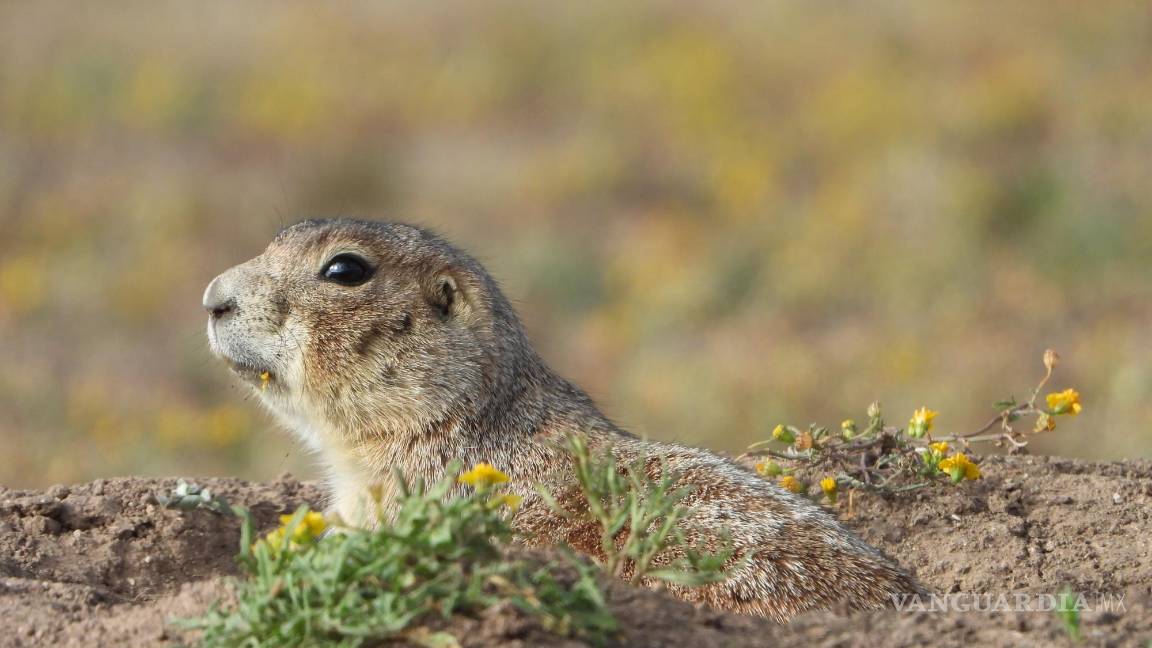 $!Sus madrigueras abandonadas sirven de refugio para otras especies como el tecolote llanero,