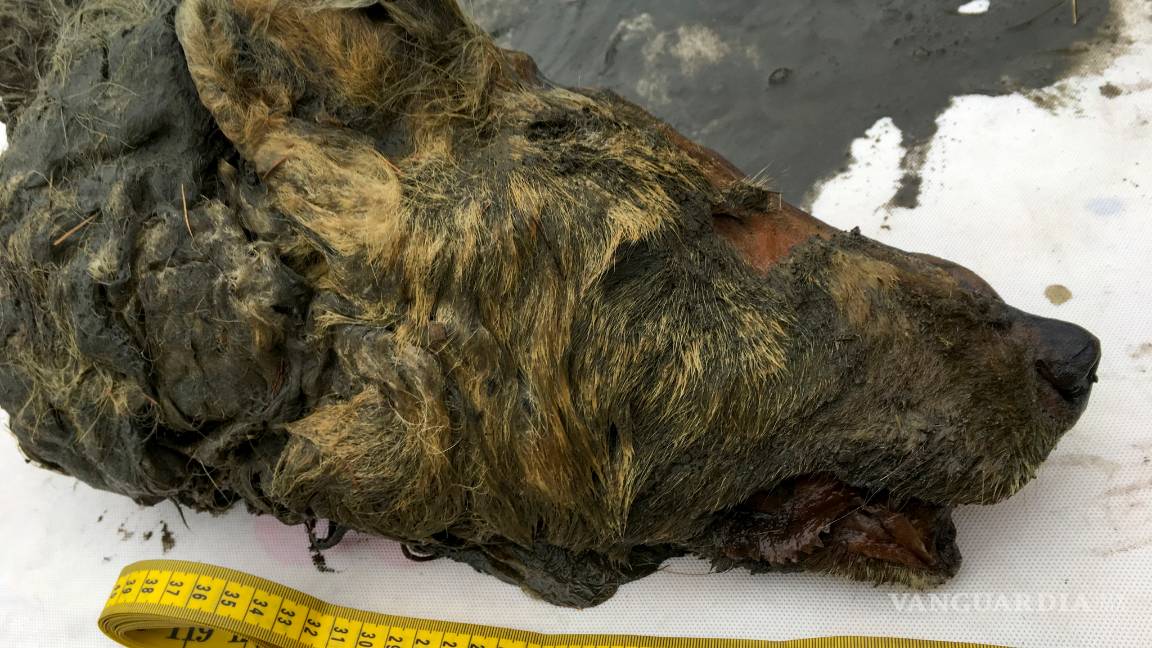 $!Descubren una cabeza de lobo de la Era del Hielo en Rusia