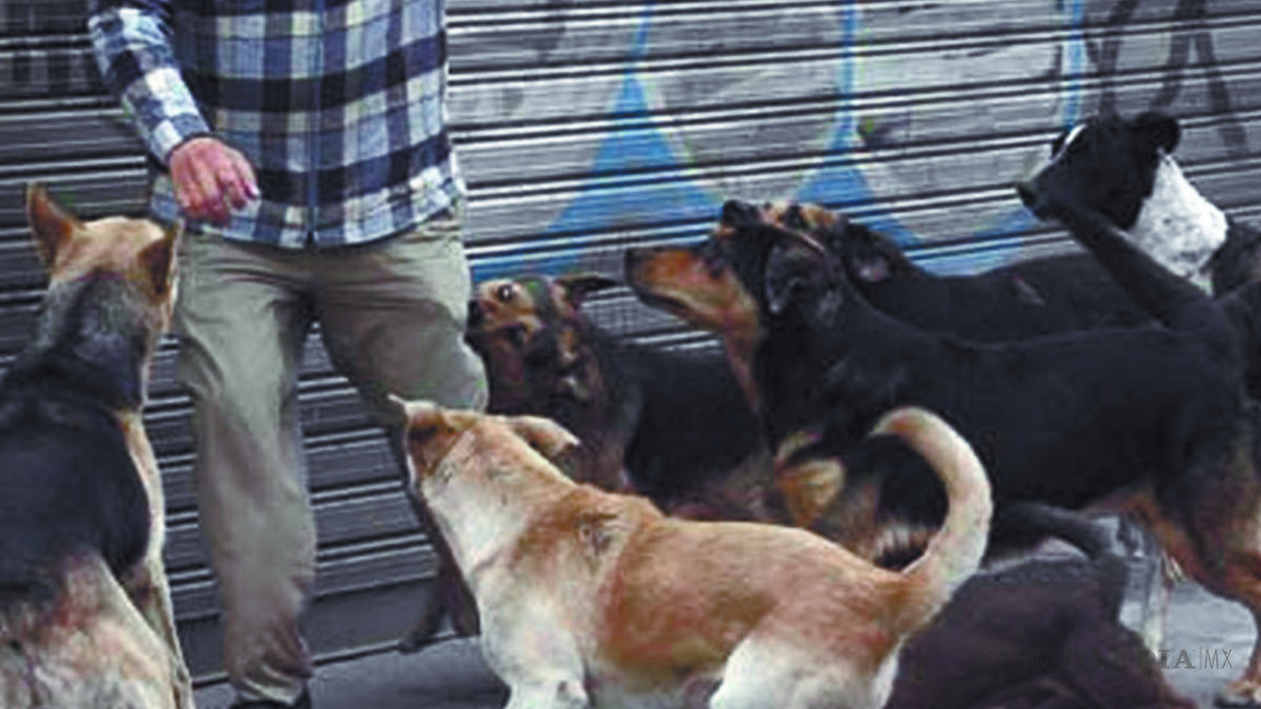 Suman más de mil ataques de perros en Coahuila en lo que va del año