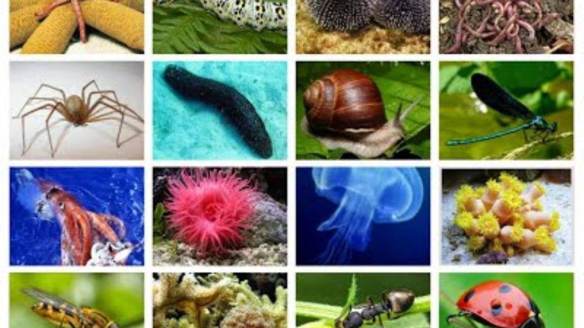 $!“Incluir a los invertebrados fue clave para confirmar que efectivamente estamos presenciando el inicio de la Sexta Extinción Masiva en la historia de la Tierra”, explica Cowie.