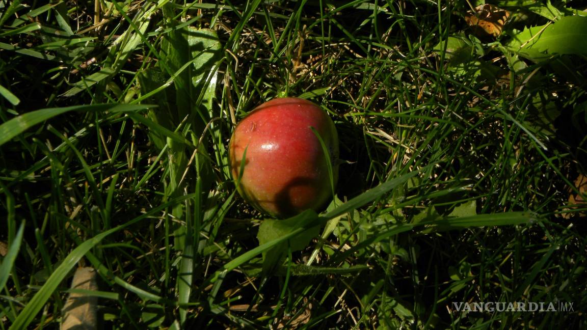 Newton, Principia Mathematica y la gravedad