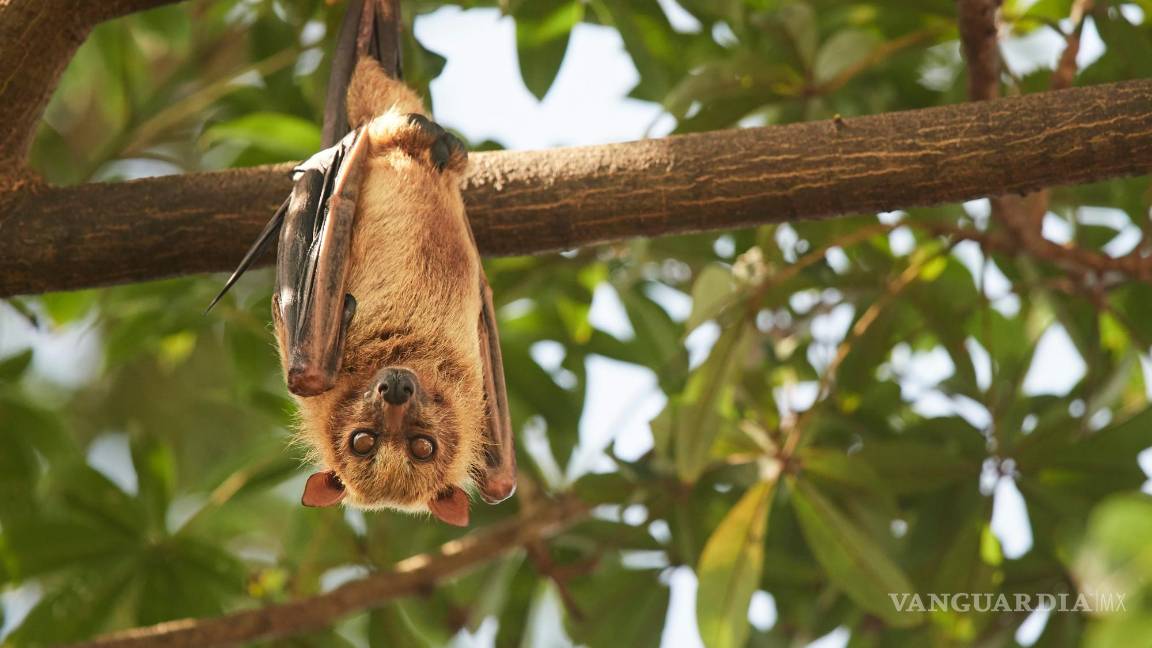 $!Murciélagos y búhos pueden volverse más activas durante un eclipse solar.