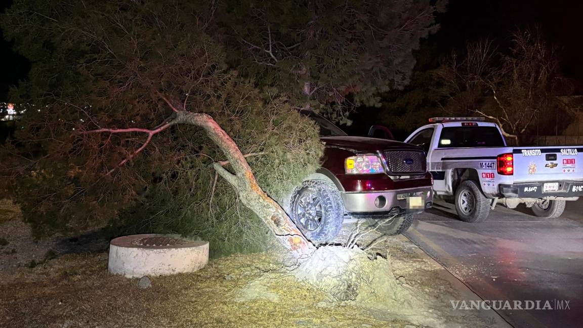 $!El árbol en el camellón central sufrió daños tras el fuerte impacto.