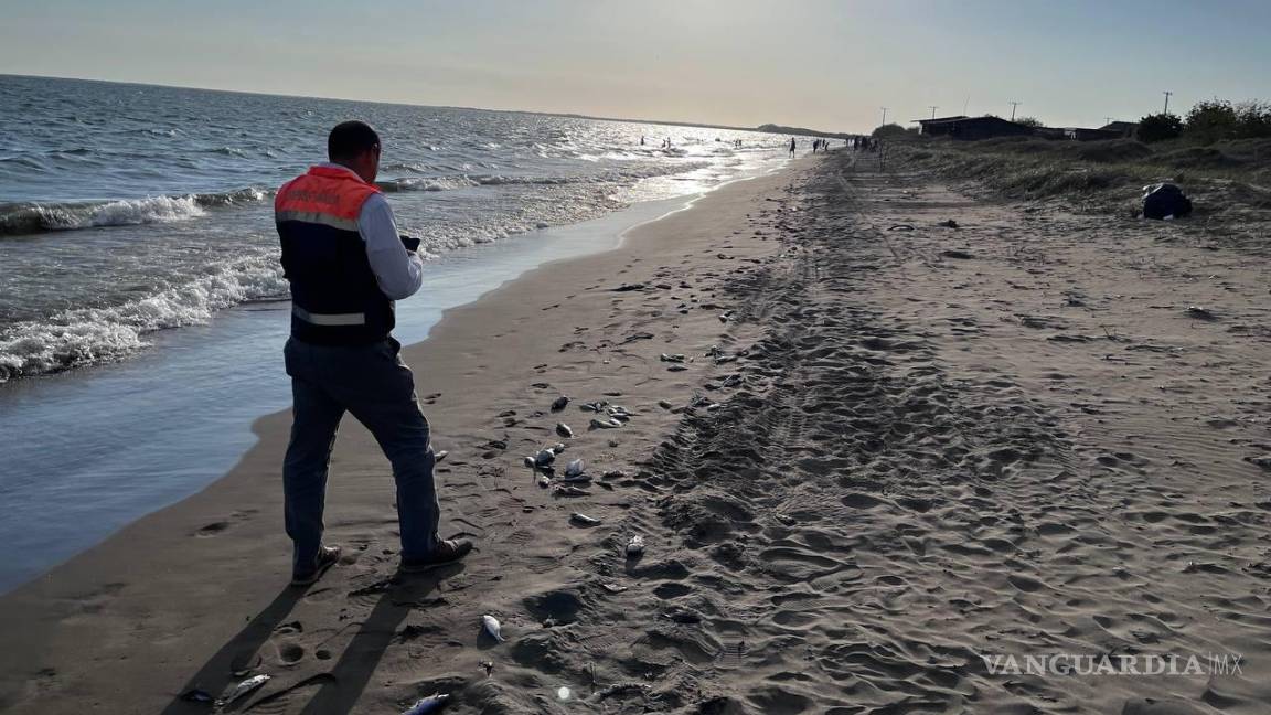 $!Aunque el estudio inicial aclaró cómo se originó la muerte de los peces, no ofreció respuestas sobre lo que motivó la aparición de las dos nocivas microalgas