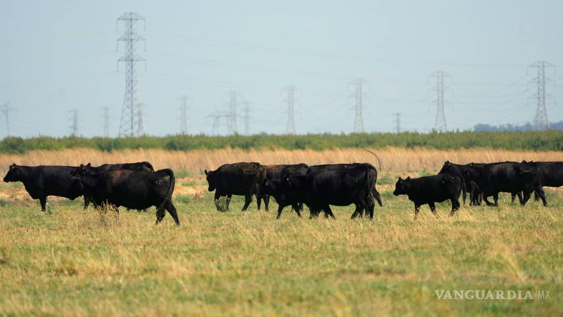 $!Vacas en un campo abierto cerca de la Base de la Fuerza Aérea de Travis en el condado de Solano, California, el 24 de agosto de 2023.