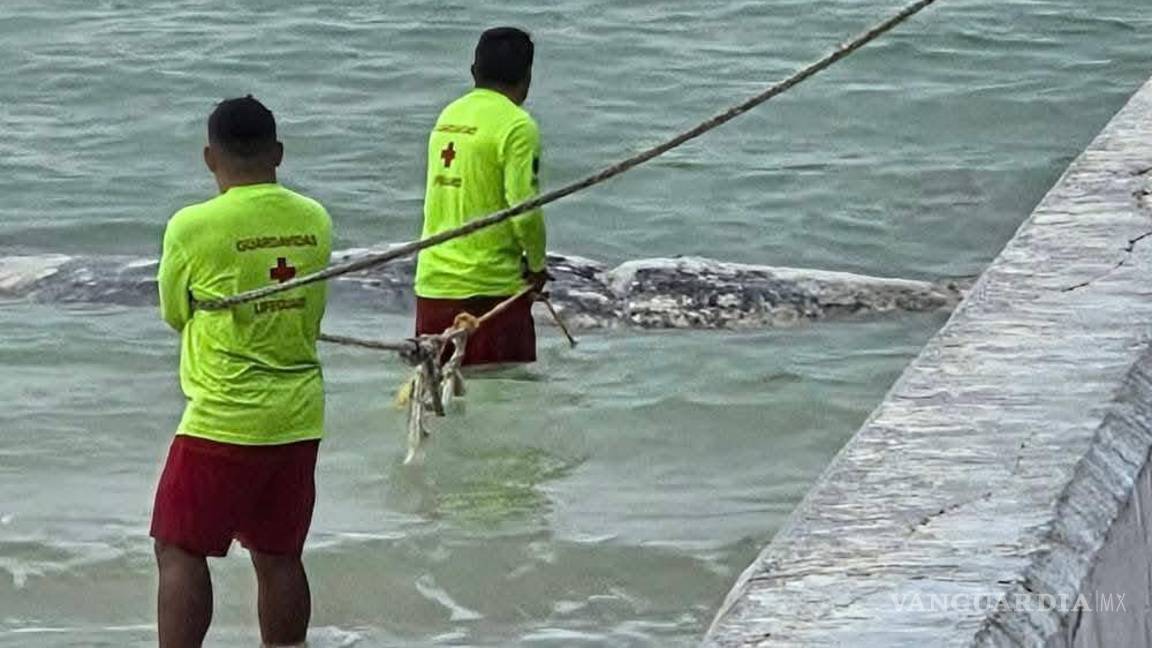Yucatán: Restos hallados en Progreso eran de tiburón... ¡no de ballena!