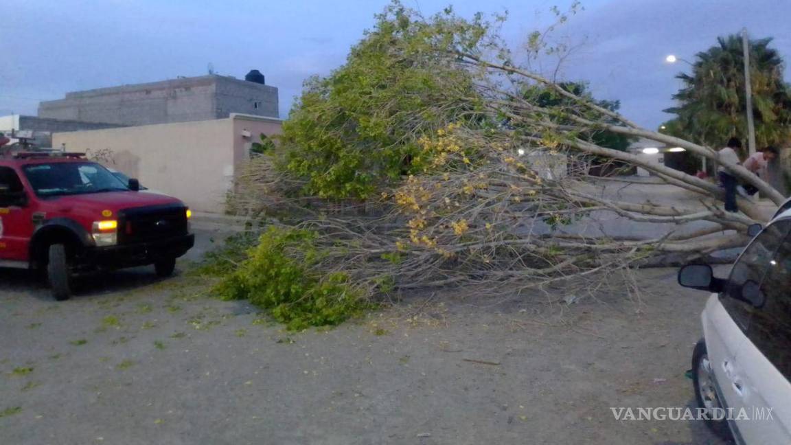 Explica Torreón procedimiento para el tratamiento de árboles que generan riesgos