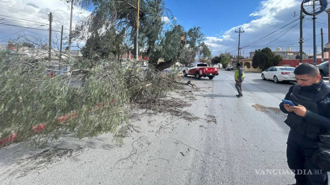 Azotan ventarrones a Saltillo; atiende Protección Civil 28 reportes de postes y árboles caídos