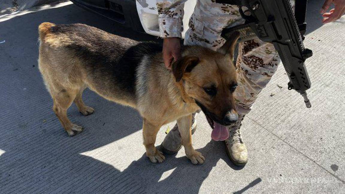 “Fiscal”, perrito localizado junto a narcotúnel en Tijuana, no fue adoptado ni es un ‘narcoperro’: animalistas