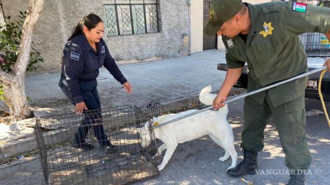 Saltillo: Nueve de cada 10 perros en perreras municipales son sacrificados