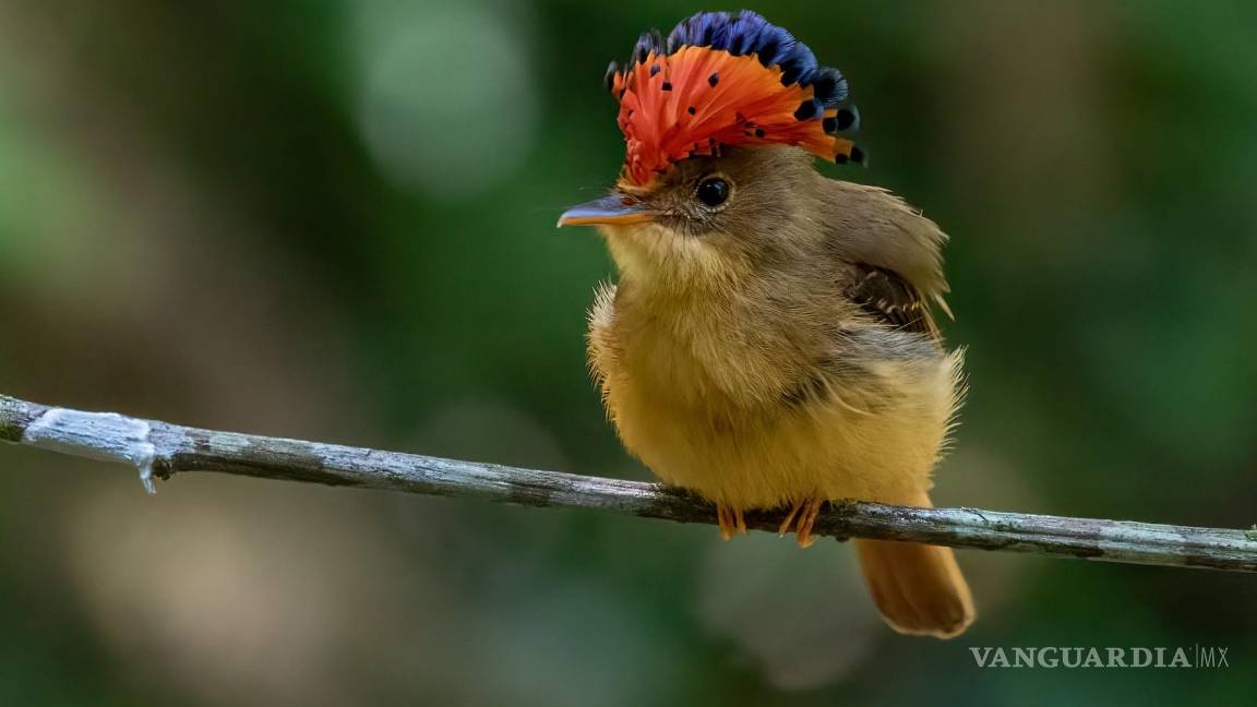 $!Surcan los cielos del sureste