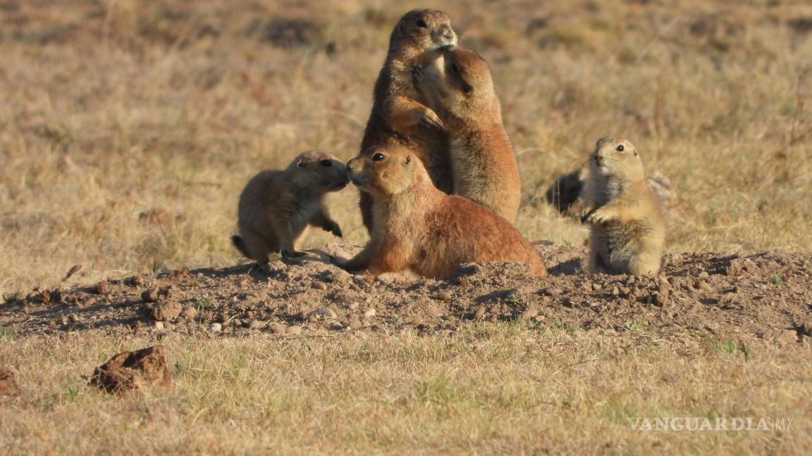 $!En México existen dos especies, pero una de ellas es endémica y se denomina perrito llanero mexicano.