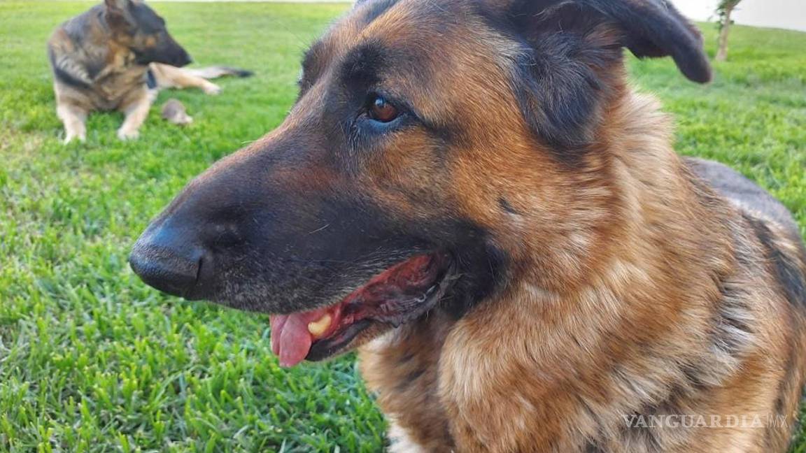 Hasta pronto Rabito de mi corazón