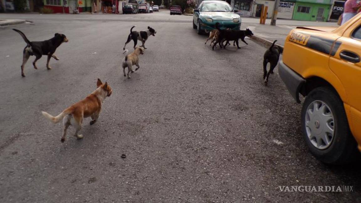 20 mil razones para celebrar: la labor de Esterilizados Saltillo contra abandono animal