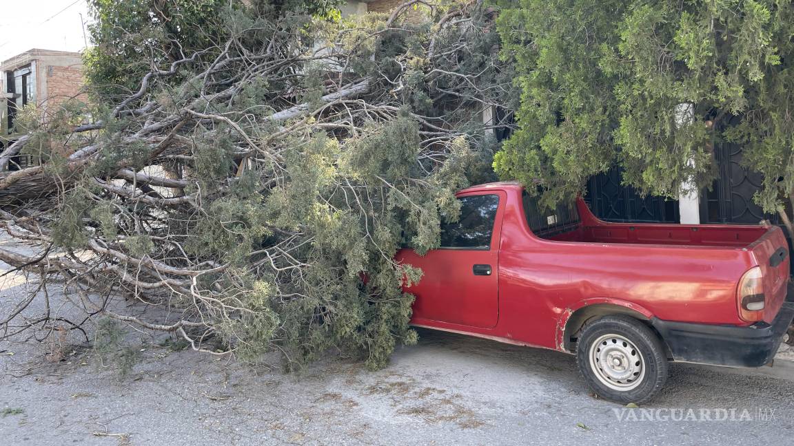Árbol cae sobre camioneta y cableado eléctrico, en Saltillo