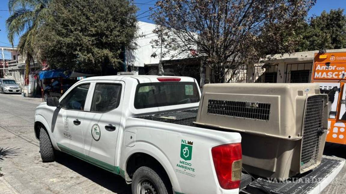 $!En tres operativos rescatan a cinco canes en condición de maltrato, en NL