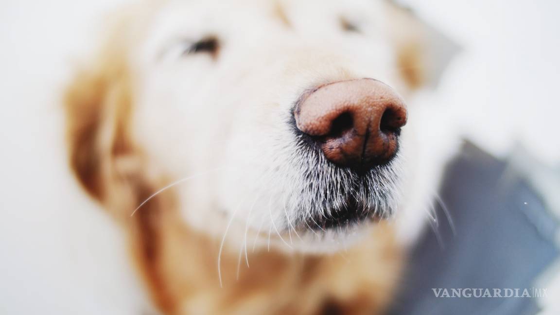 $!¿Es posible entrenar a perros para que huelan y detecten el COVID?