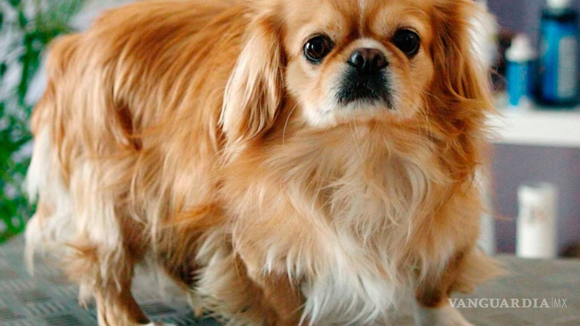 $!Los peores perros para los niños (parte 2)