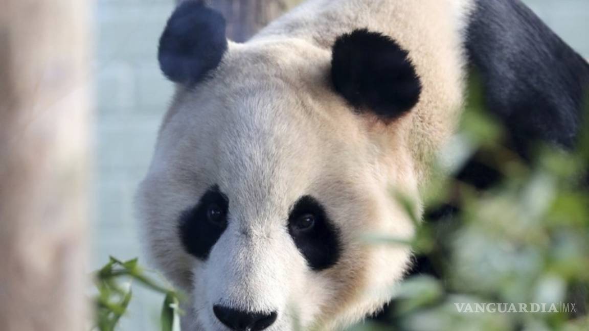 Oso panda deja de ser una especie en peligro de extinción
