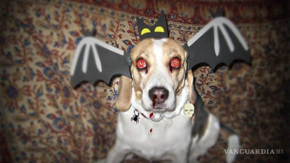 $!Ideas para disfraces de Halloween... ¡tu mascota lucirá adorable!