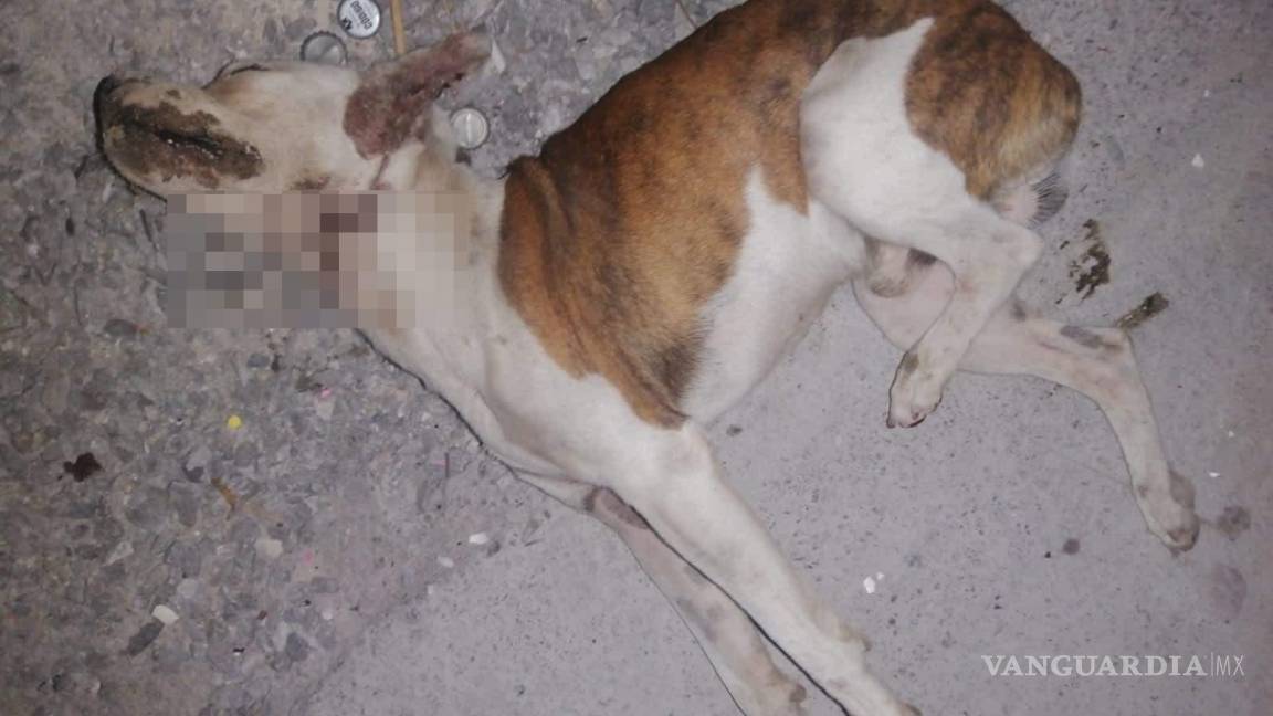 Llama FGE a declarar a agresora de “Papucho”, perrito atacado en Monclova