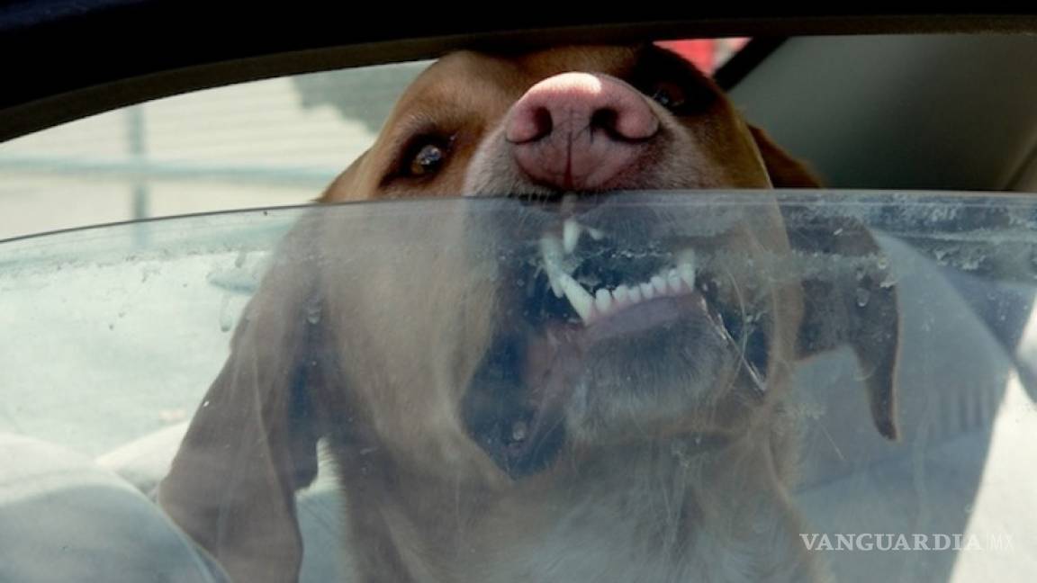 ¿Qué hacer si ves a un perro encerrado en un coche, un día de calor?